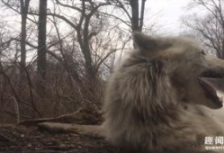 灰狼视频,探寻神秘生物的生存智慧与生态奥秘