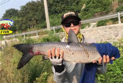 怎么钓青鱼视频大全,视频大全精华汇总