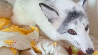 娱乐吃瓜丫狐狸,揭秘丫狐狸背后的故事